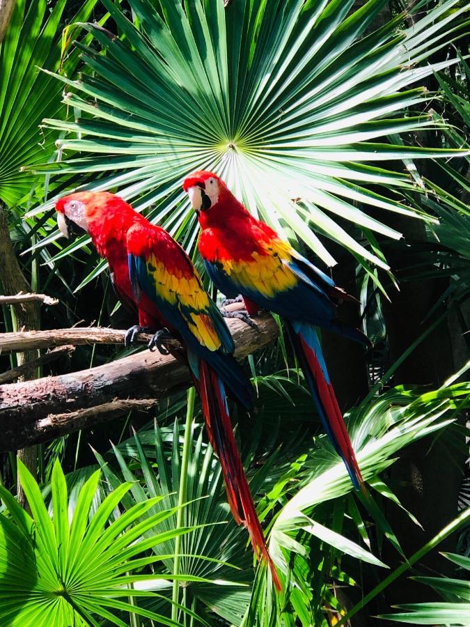 Hacienda Xcaret Hotel Solidaridad Eksteriør billede